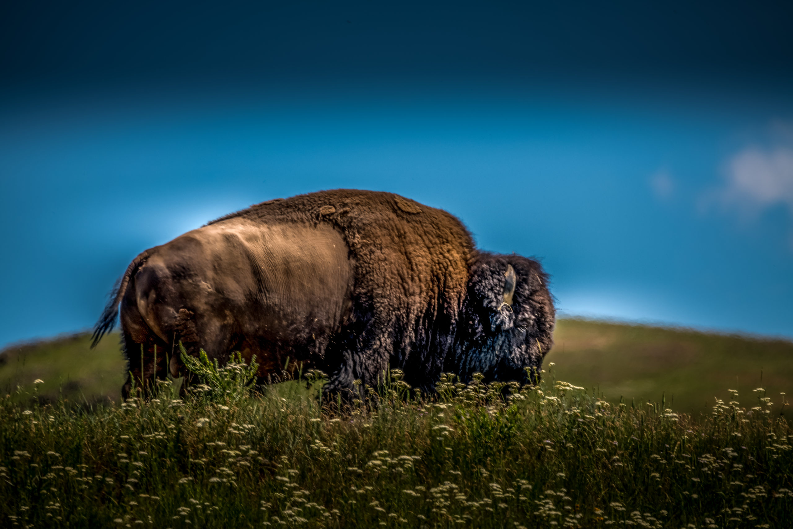 Bison Range