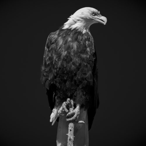 BW Eagle 1