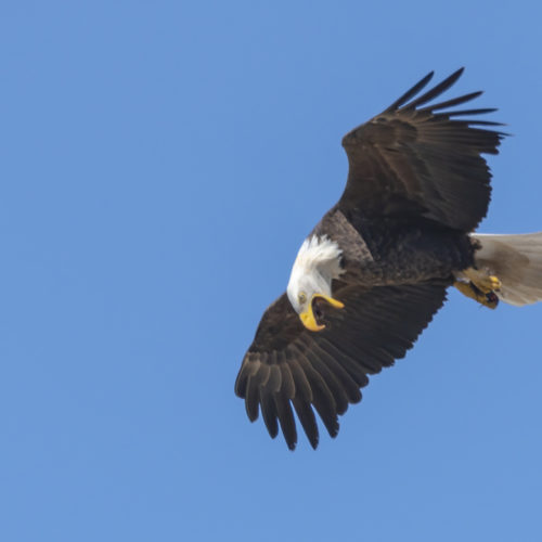 Screaming Eagle