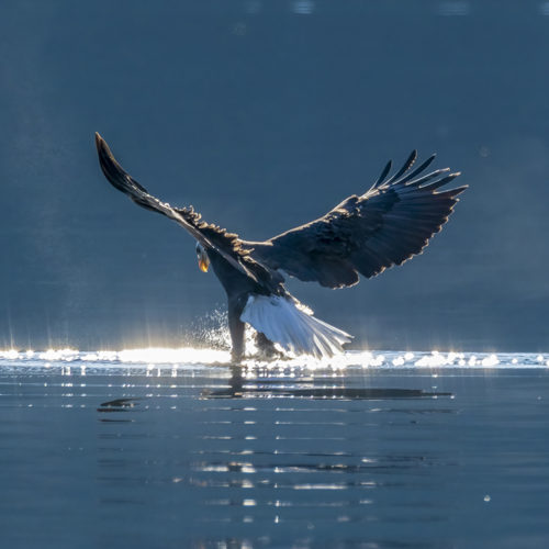 Sunlight Eagle