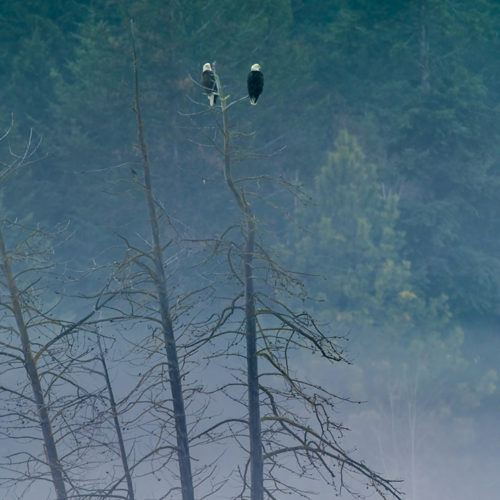 Eagles in Fog