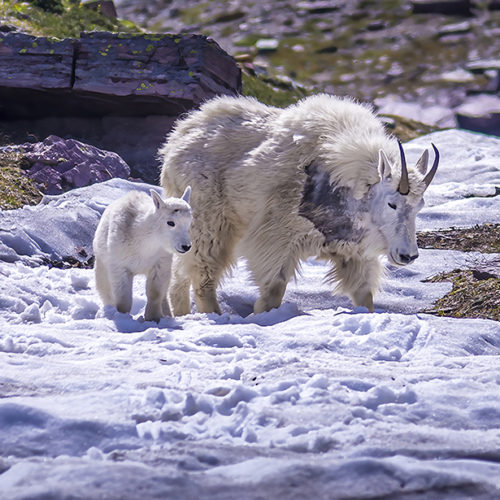 Goat and Kid