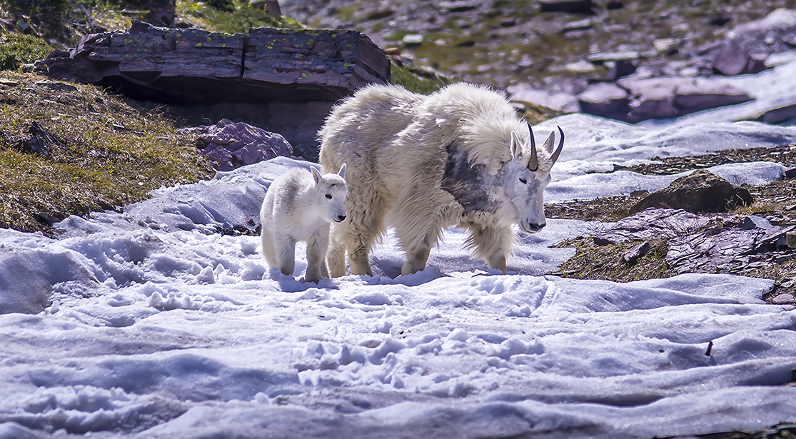 Glacier Park Goat Kid