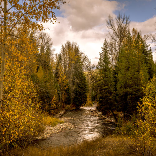 Fall Colors