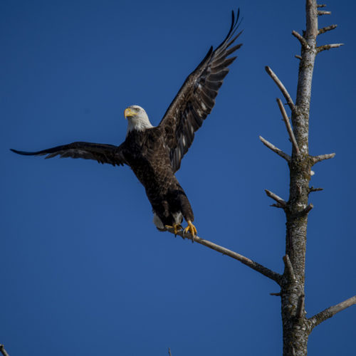 Eagle Takeoff