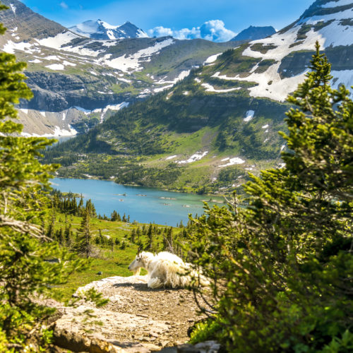 Hidden Lake Overlook with Goat