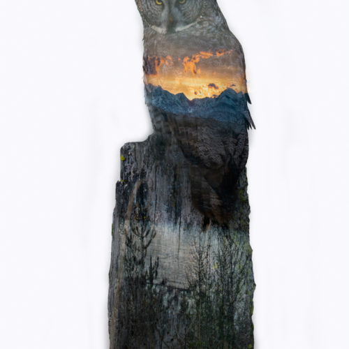 Owls Double Exposure