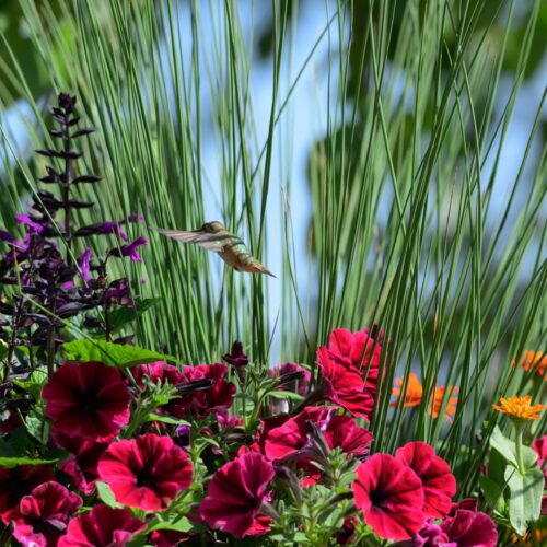 Hummingbird 3