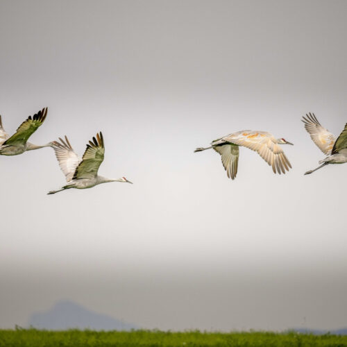 Sandhill Crane Flight