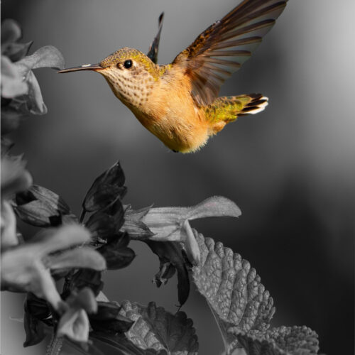 Hummingbird  B/W