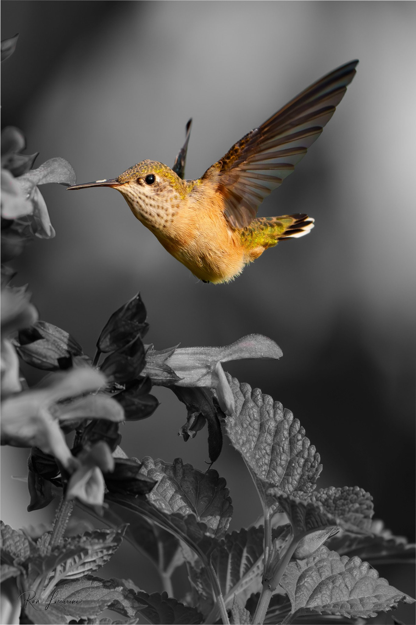 Hummingbird  B/W