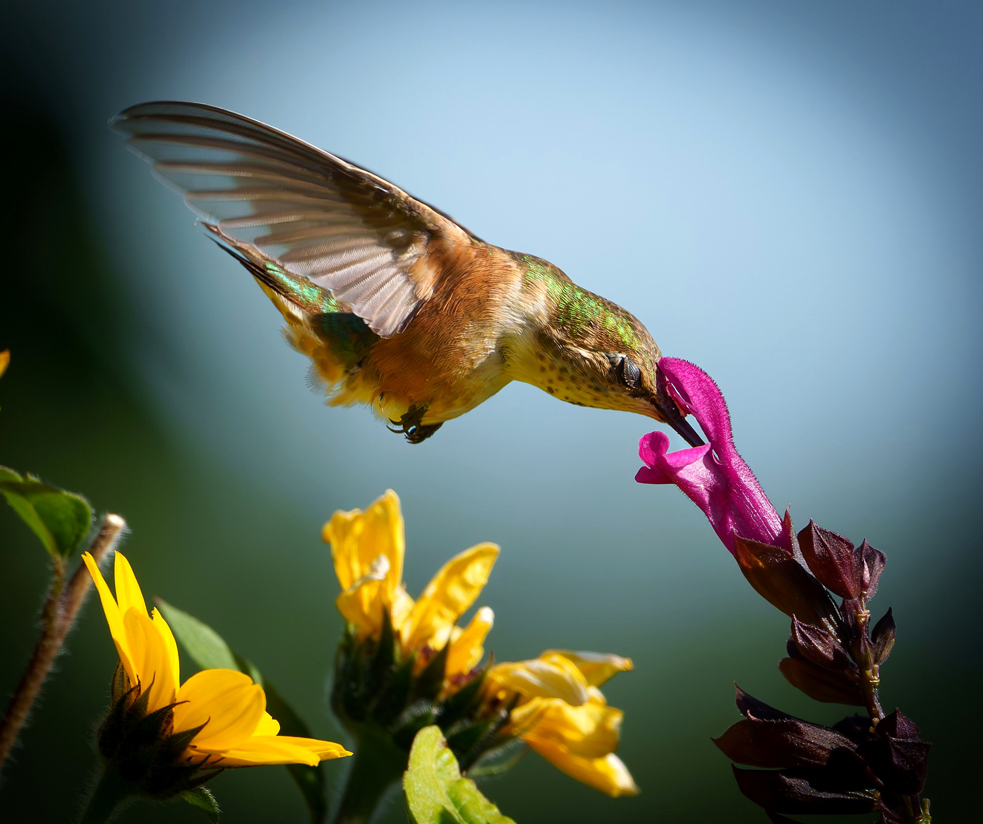 Hummingbird 2