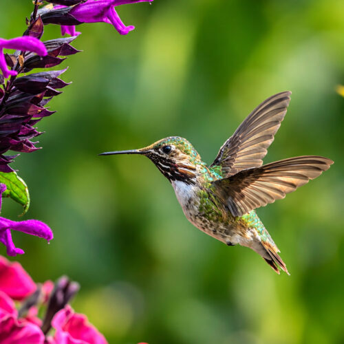 Hummingbird 1