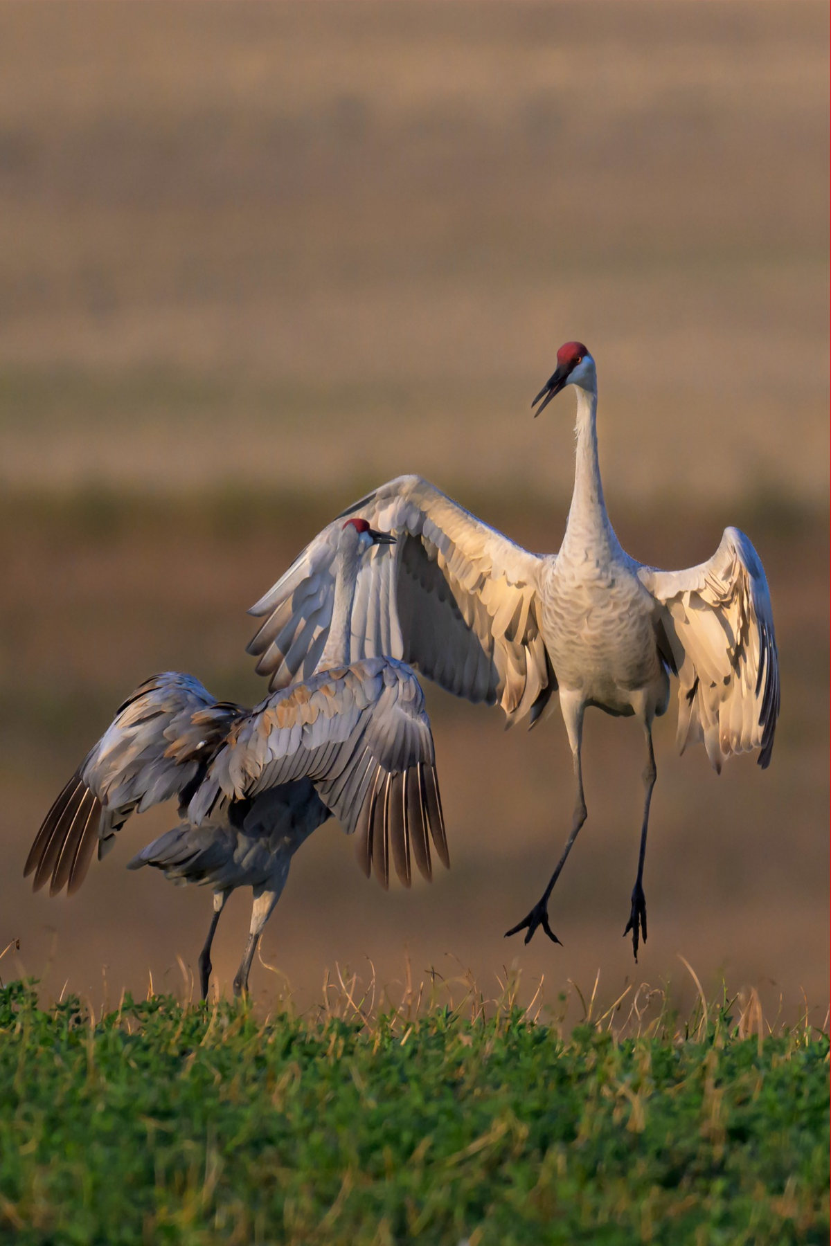 Sandhill Crane Jump