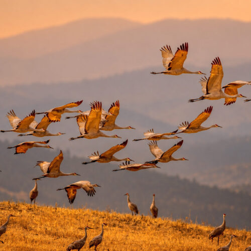 Sandhill Crane Fall