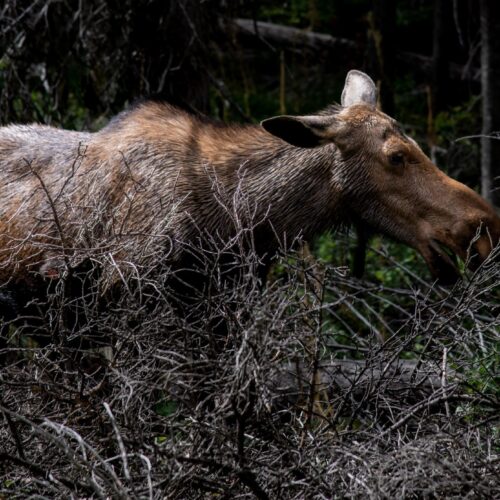 Two Med Moose
