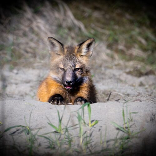 Fox at Den