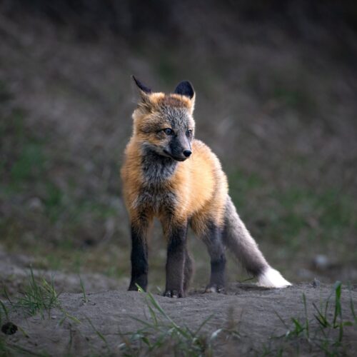 Fox Stand