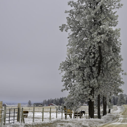 Frost and Horses