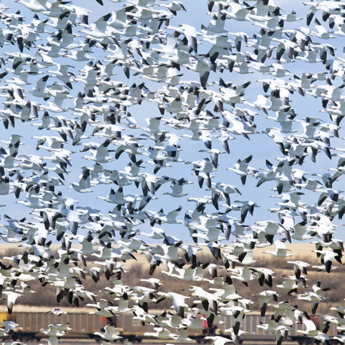 Snowgeese Freezeout Lake 2