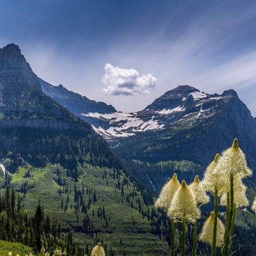 Glacier Park Beargrass