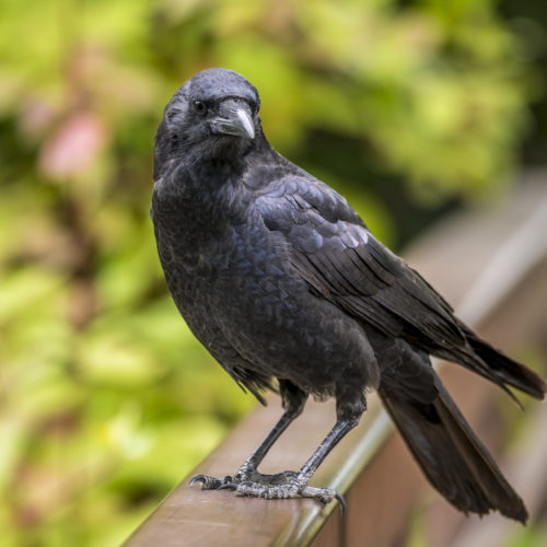Ravens
