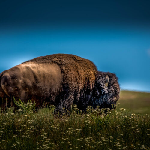 Bison  Range