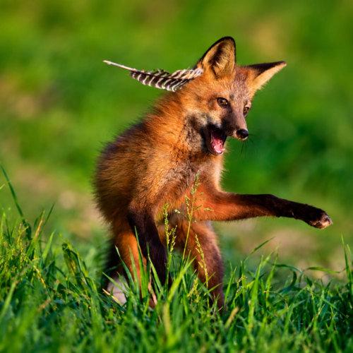 Fox Feather