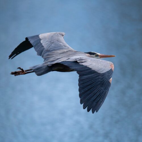 Herons 1