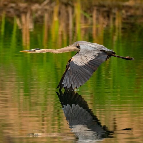 Herons 2