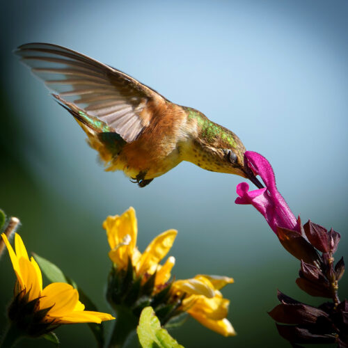 Hummingbird 2