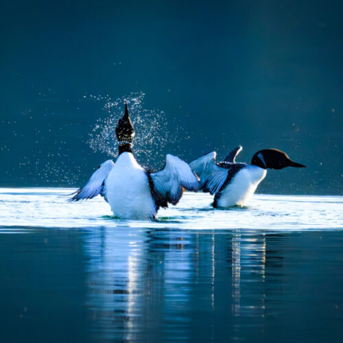 Loons 3