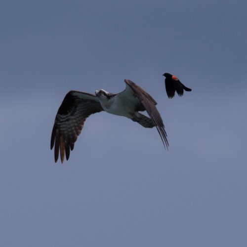 Osprey and RedWing