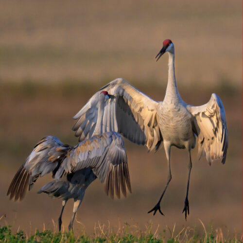 Sandhill Crane Jump