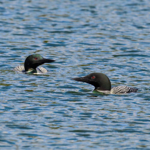 Loons 1