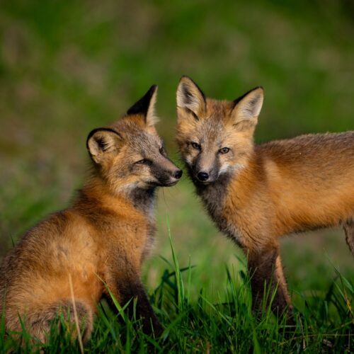 Fox Pair