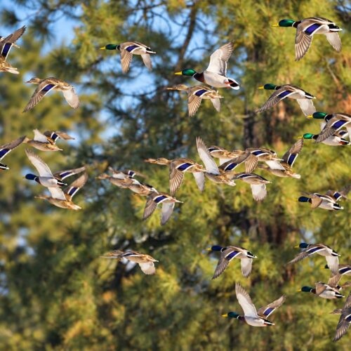 Ducks