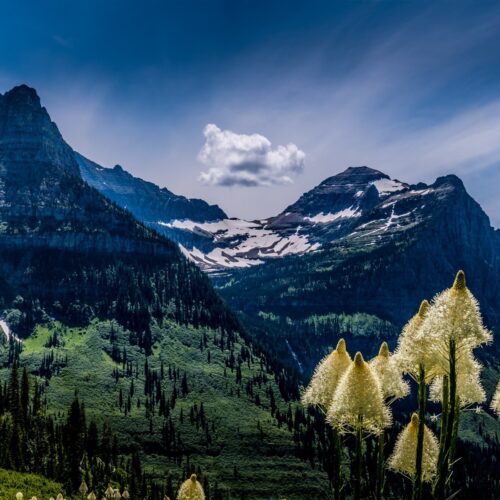 Glacier Park Bear Grass