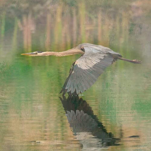 Heron Painterly
