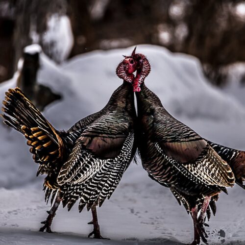 Turkeys