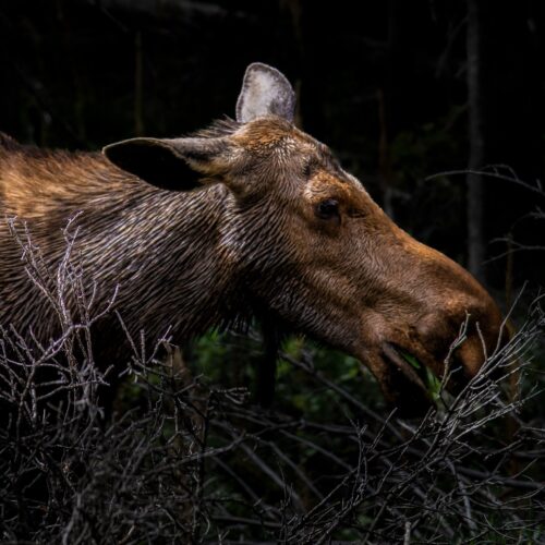 Two Medicine Moose