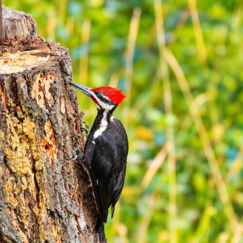 Woodpeckers 1