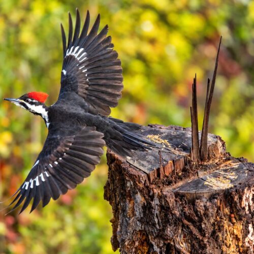 Woodpeckers Flight