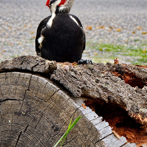 Woodpeckers on Log