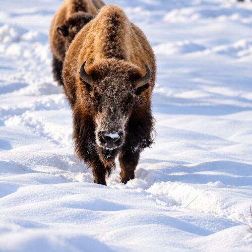 Yellowstone Bison
