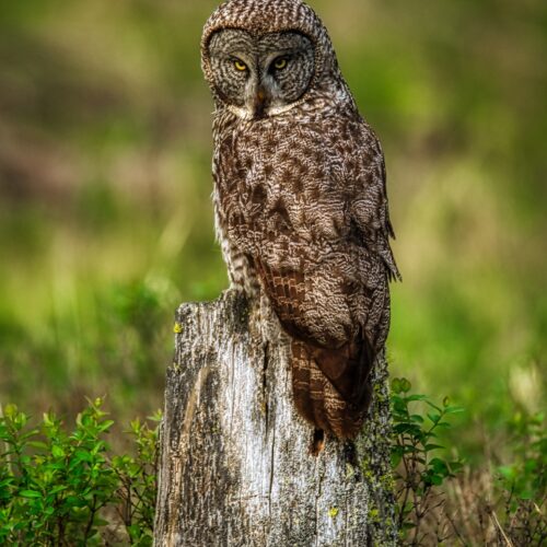 Owls Stare