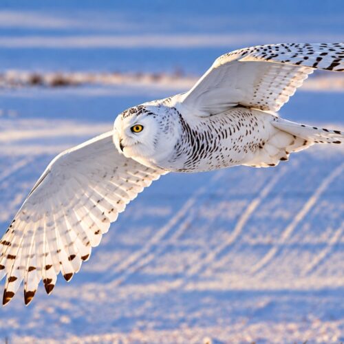 Snowy Owl