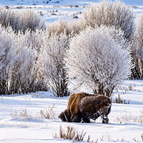 Winter Scenes 1