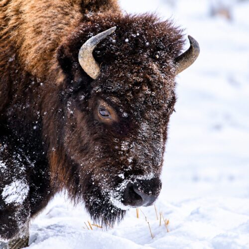 Yellowstone Bison 2